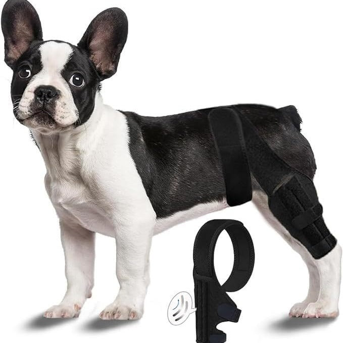 Pet  Gear Dog Leg Injury Assistance Support